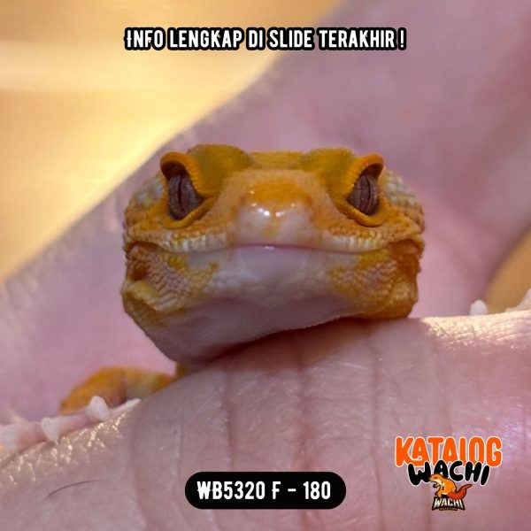 WB5320 F | Cakep Pedas 🥵