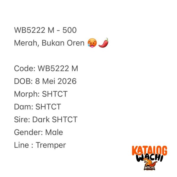 WB5222 M | Merah, Bukan Oren 🥵🌶️