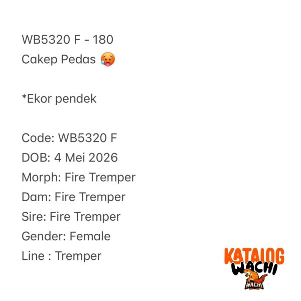 WB5320 F | Cakep Pedas 🥵