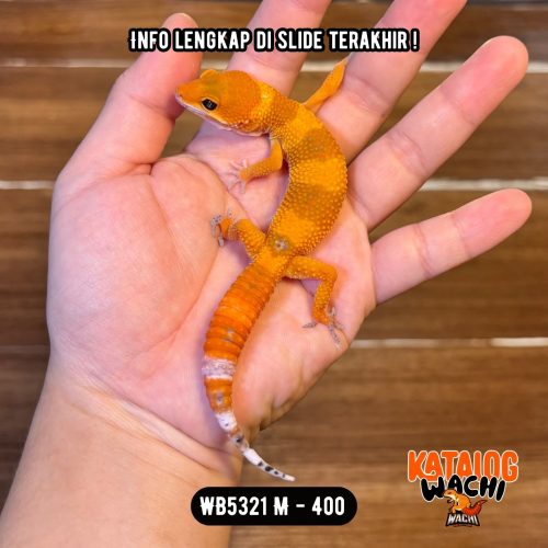 WB5321 M | Jeruk CAKEP 🍊🥵