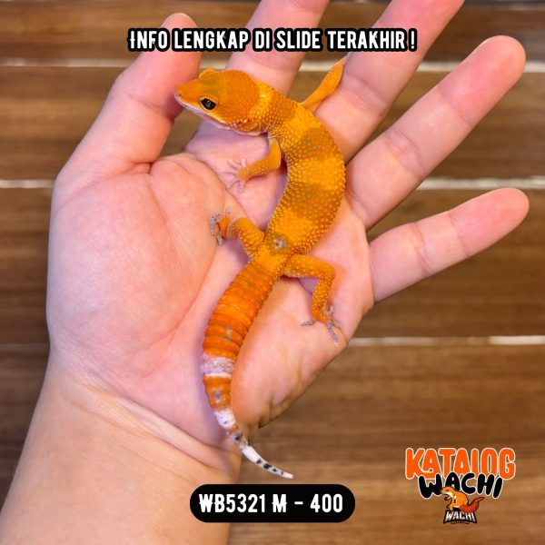 WB5321 M | Jeruk CAKEP 🍊🥵