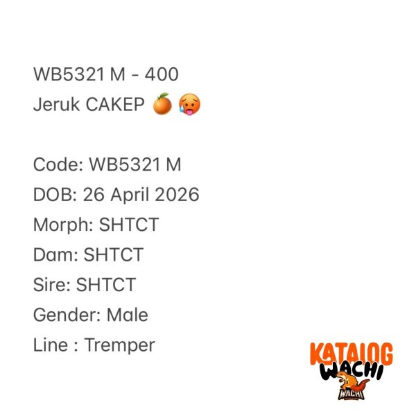 WB5321 M | Jeruk CAKEP 🍊🥵