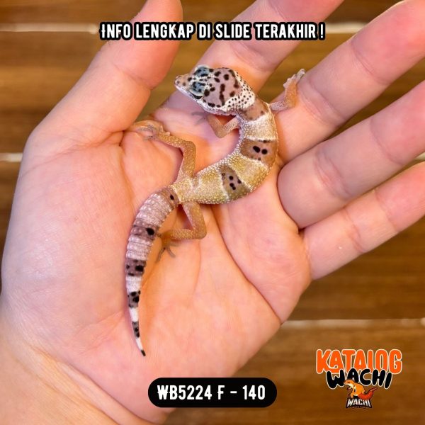 WB5224 F