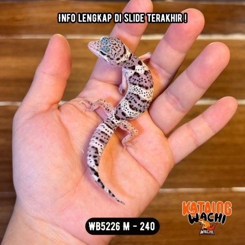WB5226 M | Cookies N' Cream 🖤🤍