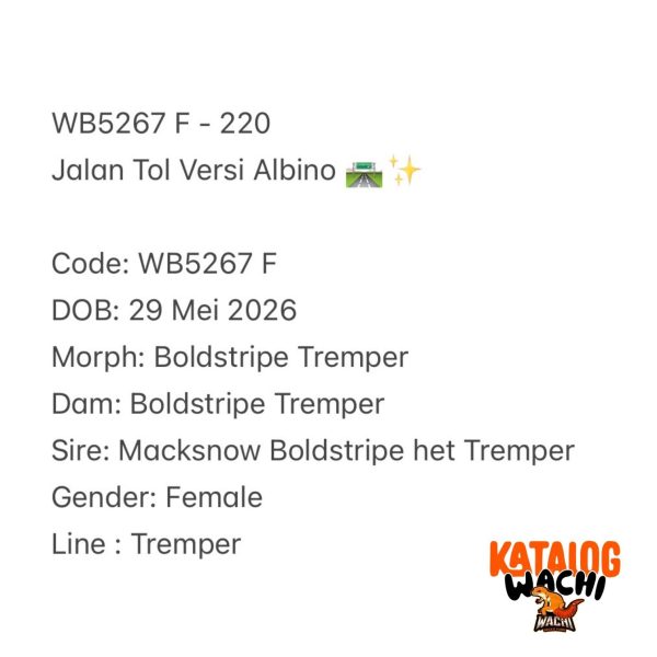 WB5267 F | Jalan Tol Versi Albino 🛣️✨