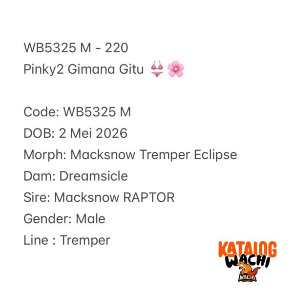 WB5325 M | Pinky2 Gimana Gitu 👙🌸 Mata Full Merah 🔴👅🔴