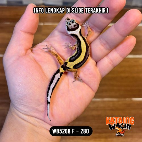 82 WB5268 F | Jalan Tol Ciamik 🖤💛