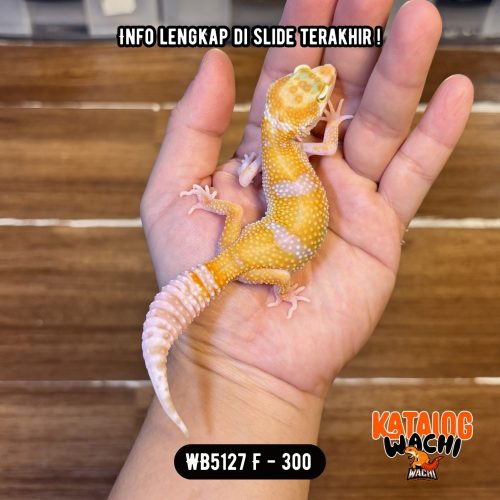 WB5127 F | CAKEP BANGET 💛🤍