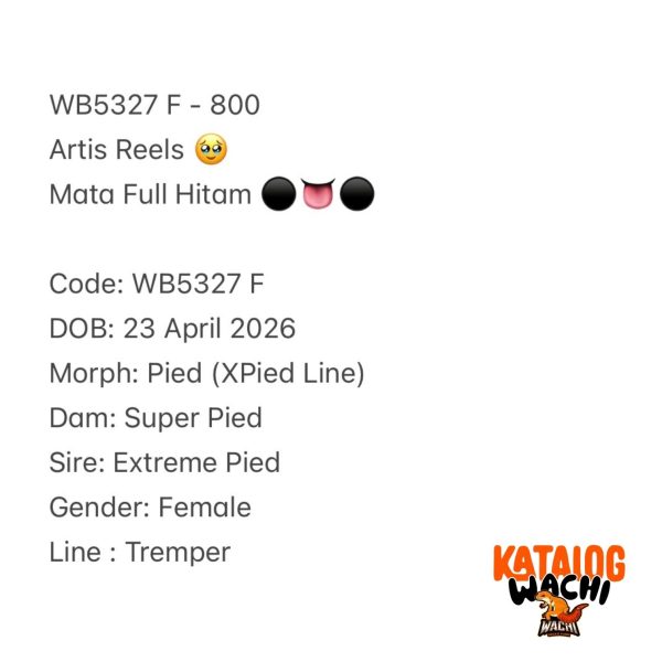 WB5327 F | Artis Reels 🥹 Mata Full Hitam ⚫️👅⚫️