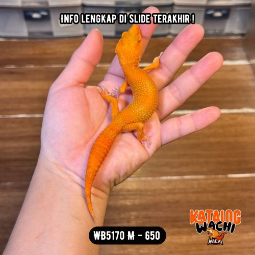 WB5170 M | Cosplay Charizard 🔥