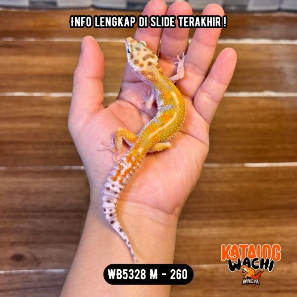 WB5328 M | Warnanya NGE-IJOO Banget 🐊