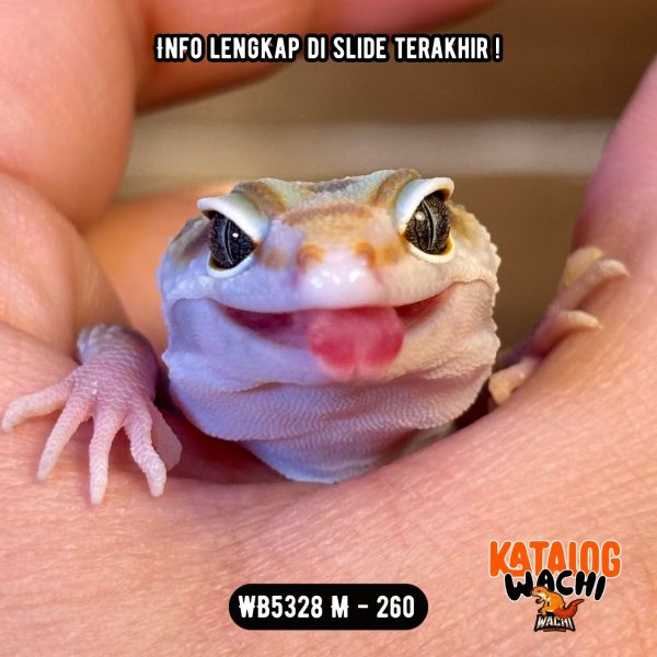 WB5328 M | Warnanya NGE-IJOO Banget 🐊