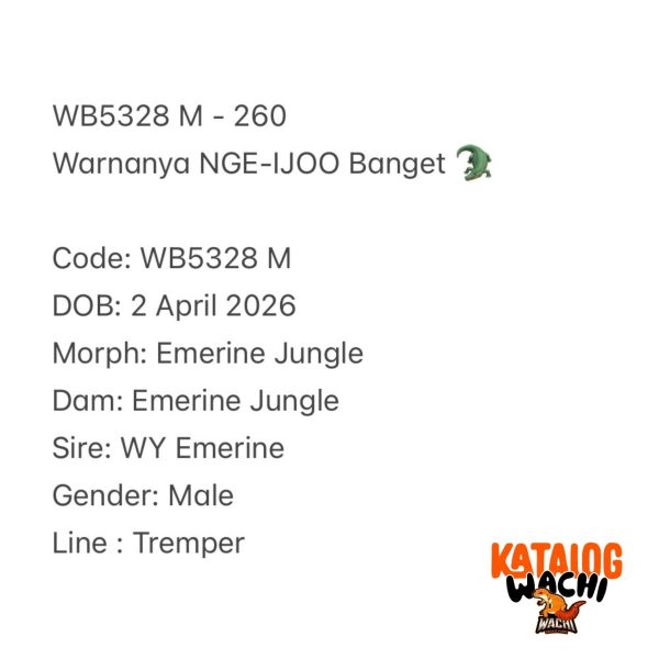 WB5328 M | Warnanya NGE-IJOO Banget 🐊