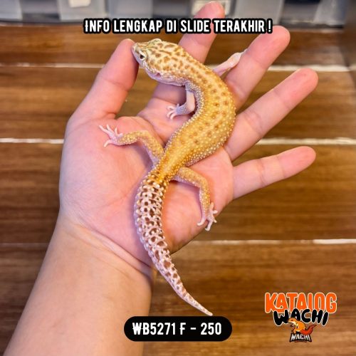 91 WB5271 F | Matanya Unik 🤯 Ovulasi, Siap Kawin 👌🏻