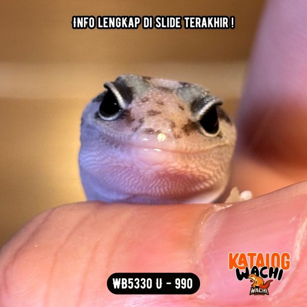WB5330 U | Banyak yang nanyain kan 🤣 Spesial, Ada AFT 🤩