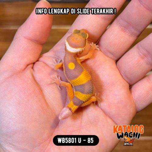 WB5801 U