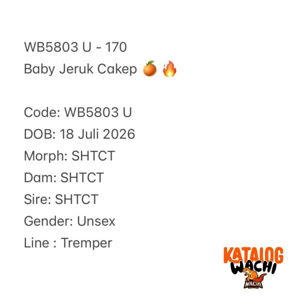WB5803 U | Baby Jeruk Cakep 🍊🔥