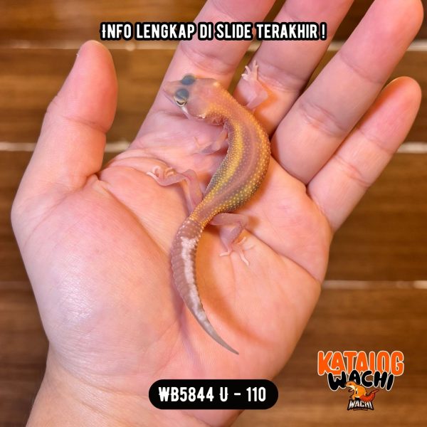 WB5844 U