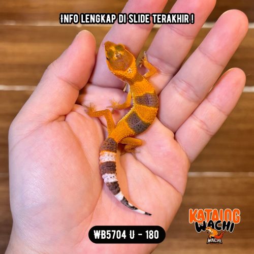 WB5704 U | Baby Jeruk Cakep 🍊✨