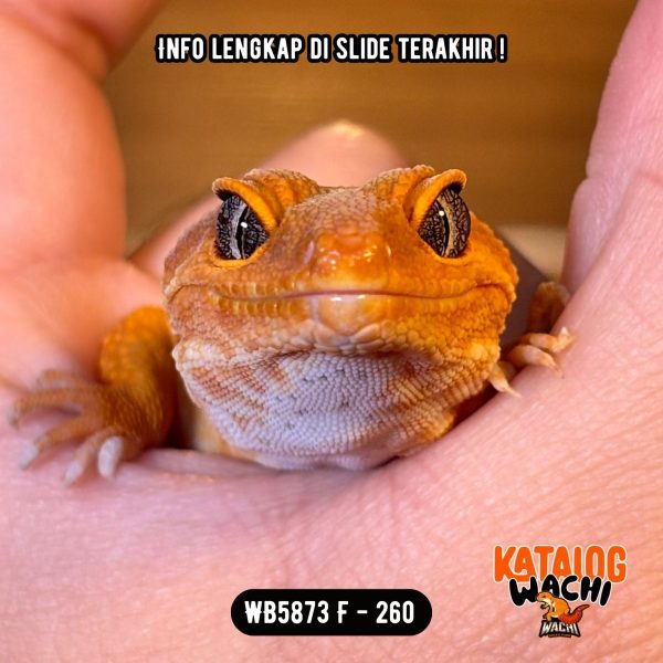 WB5873 F | Es Jeruk 🍊