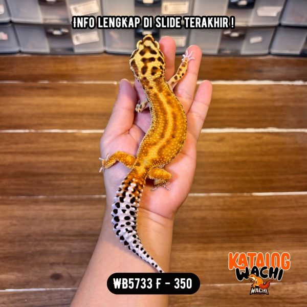 WB5733 F | Cakep Nih 🤯