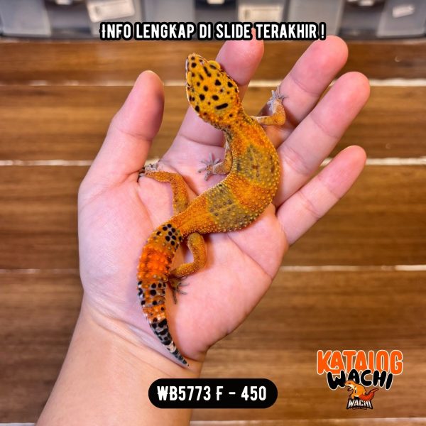 WB5773 F | Warna Ciamik ❤️🧡💚