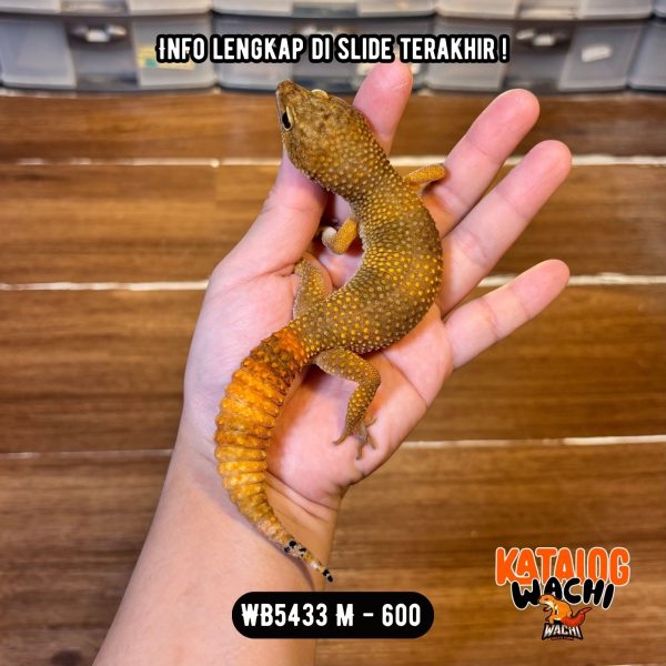 WB5433 M | Jeruk Burik 🖤❤️ Pejantan Andalan Mimin 😭