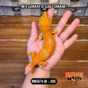 WB5874 M | Es Jeruk GEDEEE 🍊🤯