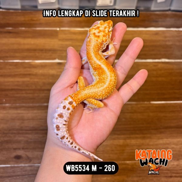 WB5534 M | Matanya Cakep ☄️