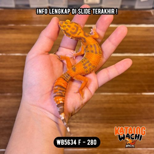 WB5634 F | Jeruk Ngejreng 🍊🔥 Ovulasi, Siap Kawin 👌🏻