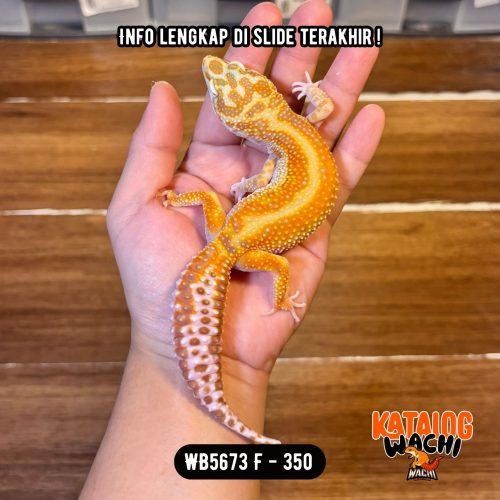 WB5673 F | GEDE & Menyala-Nyala!!! 🔥🤯