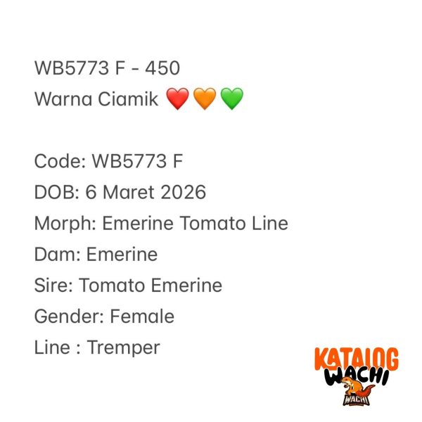 WB5773 F | Warna Ciamik ❤️🧡💚