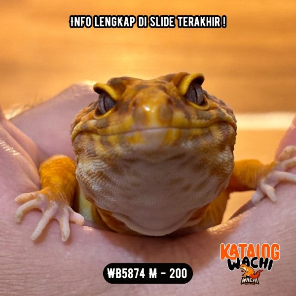 WB5874 M | Es Jeruk GEDEEE 🍊🤯