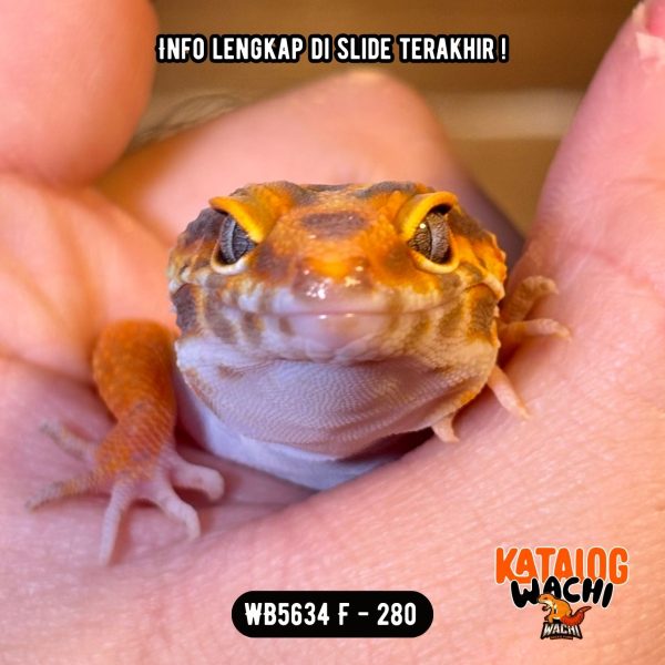 WB5634 F | Jeruk Ngejreng 🍊🔥 Ovulasi, Siap Kawin 👌🏻