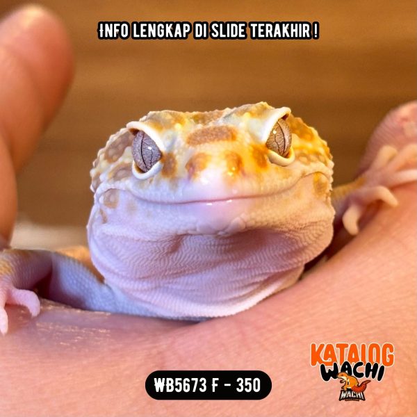 WB5673 F | GEDE & Menyala-Nyala!!! 🔥🤯