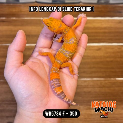 WB5734 F | Jeruk Cakep 🍊🔥
