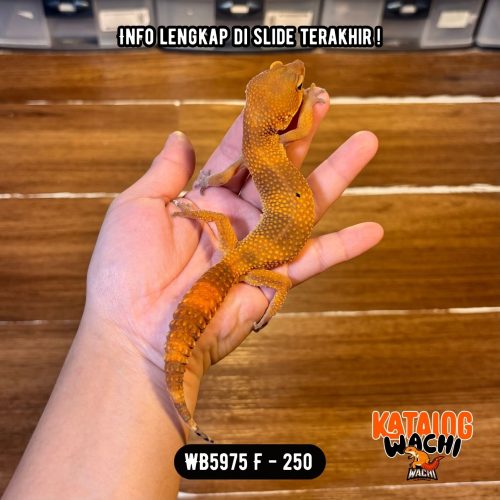 104 WB5975 F | Es Jeruk Gelap 🖤🧡