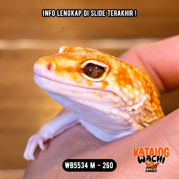 WB5534 M | Matanya Cakep ☄️