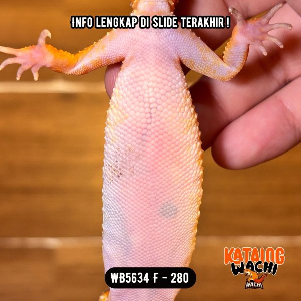 WB5634 F | Jeruk Ngejreng 🍊🔥 Ovulasi, Siap Kawin 👌🏻