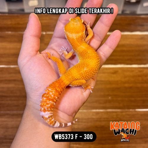 WB5373 F | Es Jeruk 🍊