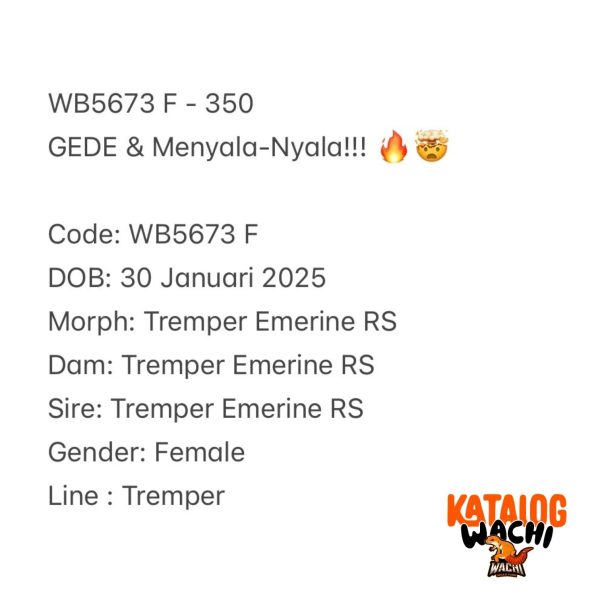 WB5673 F | GEDE & Menyala-Nyala!!! 🔥🤯