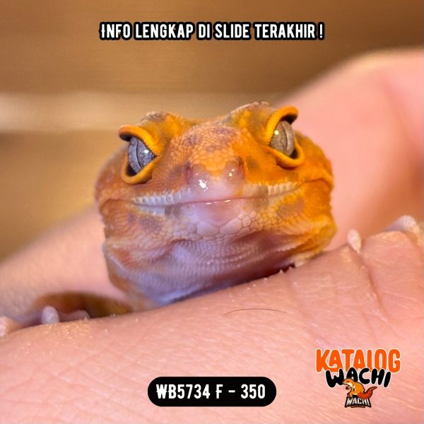 WB5734 F | Jeruk Cakep 🍊🔥