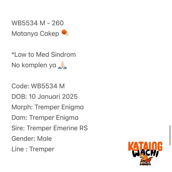 WB5534 M | Matanya Cakep ☄️