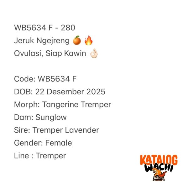 WB5634 F | Jeruk Ngejreng 🍊🔥 Ovulasi, Siap Kawin 👌🏻