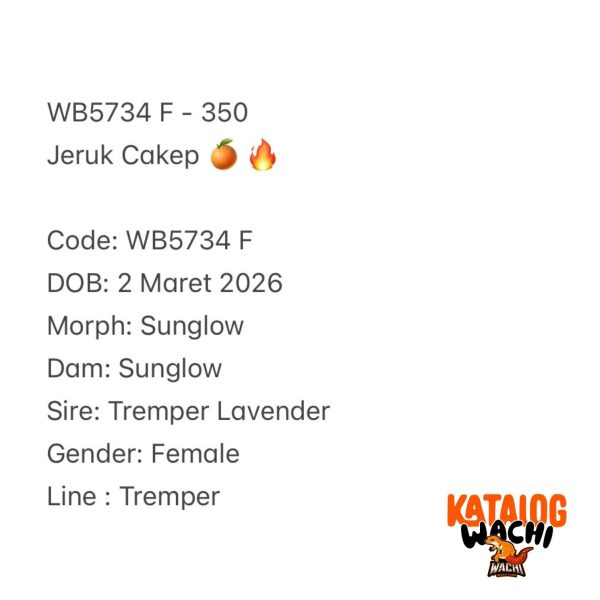 WB5734 F | Jeruk Cakep 🍊🔥