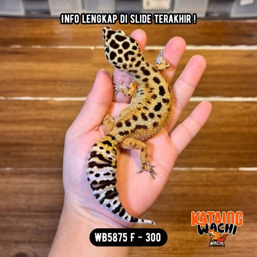 WB5875 F | Ada Ijo2nya 🍊🫑