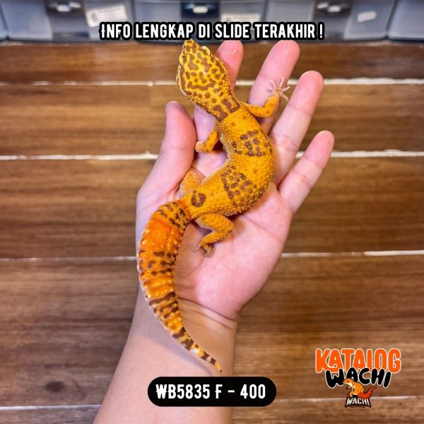 WB5835 F | Cakep & Gendut 🍊🤗