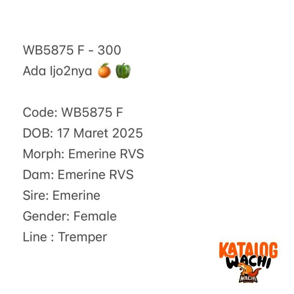 WB5875 F | Ada Ijo2nya 🍊🫑