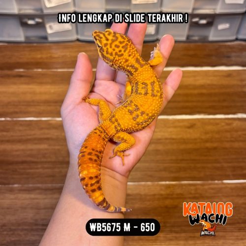 WB5675 M | GUEDEEEEE 🤯🤯🤯