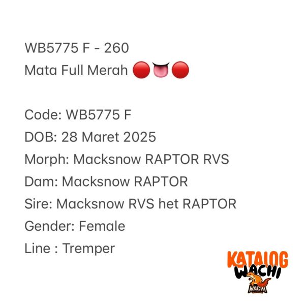 WB5775 F | Mata Full Merah 🔴👅🔴